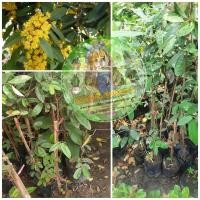 ราคา ต้นรวงผึ้งเสียบยอด ขนาด60 70ซม ต้นไม้ประจำพระองค์รัชกาลที่10 (19892889033)