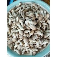 ราคา เชื้อเห็ดโคนน้อยแบบขยายลงฟาง ชุด10ก้อน แถมฟรีอาหารเสริม ออกดอกเยอะ ดอกสวย ดอกใหญ่ สามารถนำไปต่อเป็นหัวเชื้อแบบก้อนขี้เลื่อยได้ (17440758397)