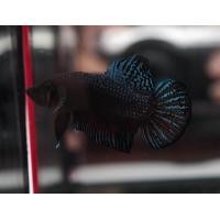 ราคา ปลากัดแปดริ้วบ่อดินสายโหด ชาย มี 3 สี ปลากัดหม้อ (12480050773)