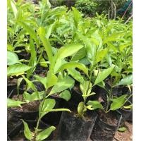 ราคา ต้นเบาบับ เเพ็ค6ต้น 189 (23699886886)