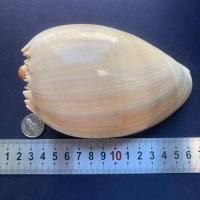 ราคา เปลือกหอยสังข์สีเหลืองขนาดใหญ่ COCONUT CONCH SHELL เหมาะสำหรับตกแต่งบ้านและสะสม 12 13cm (22286473373)