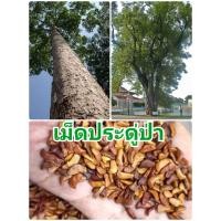 ราคา เมล็ดประดู่ป่า 200 เมล็ด ประดู่ป่า เมล็ดพันธุ์ padauk seeds ค้ดเมล็ดที่สมบูรณ์ เมล็ดไม้ป่า เมล็ดพันธุ์ไม้ป่า ประดู่ป่า เมล็ดพันธุ์ไม้ป่าเศรษฐกิจ เมล็ดประดู่ป่า เม็ดพันธุ์ไม้ป่า (9032024333)