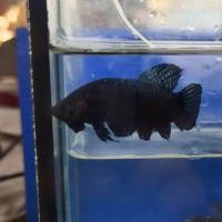 ราคา ปลากัดอินโดสายกัด (17438158656)