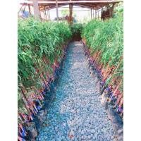 ราคา มะขามหวานประกายทอง พันธุ์แท้ กิ่งทาบชำลงถุงพร้อมปลูก ต้นพันธุ์สูง70ซม ขึ้น ฝักใหญ่ เนื้อหนา หวานฉ่ำๆ รสชาดดี ทานกับข้าวเหนียวอร่อย (18901093844)