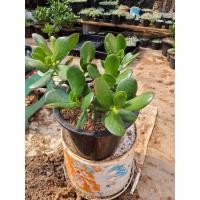 ราคา ต้นคลาสซูล่า Crassula Ovata หรือ Jade Plant ต้นไม้สวรรค์ หรือ ต้นใบเงินใหญ่ มีหลายขนาดให้เลือก (13465306215)