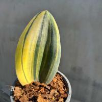 ราคา Sansevieria masoniana variegata ลิ้นมังกร ครีปปลาวาฬด่าง (24459049941)