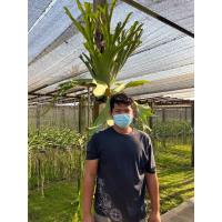 ราคา กระเช้าสีดา ชายผ้าสีดา เลี้ยงง่ายมาก (19881204701)