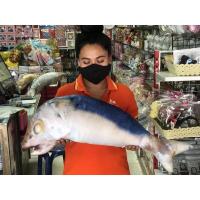 ราคา หมอนอิง หมอนตั้งโชว์รูปปลาทู (17444995521)