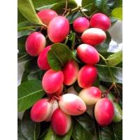 ราคา มะม่วงหาวมะนาวโห่ ทานสดหรือใช้เชื่อมทำขนม (24180283972)