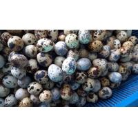 ราคา ไข่นกกระทาสดใหม่จากฟาร์ม90ฟอง (16372741341)