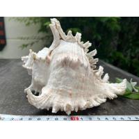 ราคา เปลือกหอยสังข์มะระ หน้ายกษ์ ตัวใหญ่ สีเปลือกธรรมชาติ (21558620279)