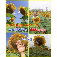 ราคา เมล็ดพันธุ์ทานตะวัน 1000เมล็ด อะควอร่า6 โชว์ดอก จุดเด่นคือดอกใหญ่ แต่เมล็ดพันธุ์จะเม็ดเล็ก ให้ผลผลิตสูง (13404940760)