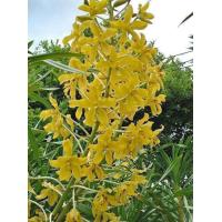 ราคา เพชรหึงเผือก (22032027945)