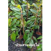 ราคา ต้นทุเรียนพันธุ์ชะนีไข่ ต้นขนาด 80 90 ซม (12390489908)