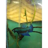 ราคา ปลากัดดุ ปลากัดเก่ง ปลากัดสายกัดลูกผสม ปลากัดอีสานเชื้อ25 กัดเก่งมาก เชิงดี ฟันคมดี (23730281377)