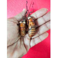 ราคา ว่านจั๊กจั่น 1ตัวหรือ1คู่ให้เลือก เคลือบ ปลุกเสกแล้ว ว่านจั๊กจั่นได้รับความนิยมในหมู่ผู้ที่ต้องการบูชาวัตถุ (14714319719)