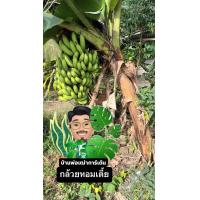 ราคา หน่อกล้วยหอมเตี้ย (21240067631)