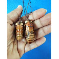 ราคา ว่านจั๊กจั่น 1ตัวหรือ1คู่ให้เลือก เคลือบ ปลุกเสกแล้ว ว่านจั๊กจั่นว่านจั๊กจั่น พญาต่อเงินต่อทอง ว่านจักจัน ว่านจั๊กจั่นตัวเมีย (14714359680)