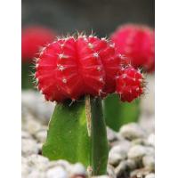 ราคา แคคตัส หัวสีสวยๆยิมโนสี ยิมโนกราฟ สีสดสวยมาก (20104402909)