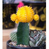 ราคา แคคตัส หัวสีสวยๆยิมโนสี ยิมโนกราฟ สีสดสวยมาก (20104402910)