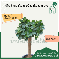 ราคา ต้นไทรช้อนเงินช้อนทอง มาในกระถางพร้อมตั้ง (12246337485)