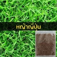 ราคา เมล็ดหญ้า เมล็ดพันธุ์ 1000 เมล็ด หญ้าเบอร์มิวด้า หญ้าญี่ปุ่น หญ้านวลน้อย หญ้ามาเลเซีย หญ้าไต้หวัน หญ้าพาสพาลั่ม (18238509886)