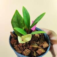 ราคา กวักมรกตด่าง ชำออกราก มีหัวทุกต้น ทุกกระถาง Variegated Zamioculcas zamiifolia ต้นกวักด่าง ZZ Plant กวักด่าง กวักเขียวด่าง (21781104247)