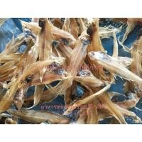 ราคา ปลาลิ้นหมา หรือปลายอดม่วงขนาด500กรัม (13277432830)