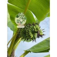 ราคา ต้นกล้วยไข่พันธุ์เกษตรศาสตร์ 2 จำนวน 2 ต้น ปราศจากหนอนกอ 100 (18929734254)