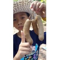 ราคา ซื้อ10แถม 1 มะขามหวานประกายทอง พันธุ์แท้100 ต้นแข็งแรง พร้อมปลูก ฝักใหญ่มาก เนื้อหนา หวานฉ่ำๆ (3225646693)