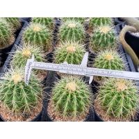 ราคา แคคตัสถังทองGolden barrel cactus Echinocactus grusonii เอคิโนแคคตัส กรูซอนอิอาย ขนาด 5 10 Cm ส่งแบบเคาะดิน แถมกระถางและวัสดุปลูก ให้ลูกค้าไปปลูกเองอย่างสวยงามยิ่งโตยิ่งบั้งสวย (24499140420)