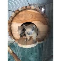 ราคา บ้านนกไม้ บ้านกระรอก กรงนกไม้ รังนกไม้สัก กรงนก ที่นอนนก บ้านซูการ์ กรงกระรอก บ้านสัตว์เล็ก งานไม้ดิบไม่ทำสี (9204699987)