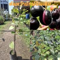 ราคา ต้นหว้ายักษ์อินเดีย แบบทาบกิ่ง ต้นเตี้ย ปลูกง่าย ปลูก 1 ปีเริ่มติดผล ติดผลดก ปลูกได้ทุกสภาพดิน จุดเด่นของสายพันธุ์นี้มีขนาดผลใหญ่ เกือบเท่าลูกมะนาว รสชาติหวาน (23787943193)