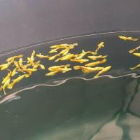 ราคา ฟลูโกลด์ สีทอง สวยๆ รหัส กดเลือกได้เลย แถมอาหารปลาหางนกยูงสูตรเร่งสี (22933886242)