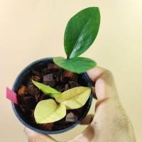 ราคา กวักมรกตด่าง ชำออกราก มีหัวทุกต้น ทุกกระถาง Variegated Zamioculcas zamiifolia ต้นกวักด่าง ZZ Plant กวักด่าง กวักเขียวด่าง (24427110674)