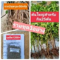 ราคา ตำแยแมวสด กัญชาแมวไทย เมล็ดตำแยแมว สะอาดปลอดพิษ สมุนไพรแมว (14253680741)