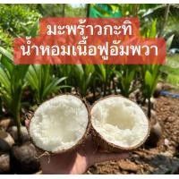 ราคา ต้นมะพร้าวกะทิ มะพร้าวกะทิ เนื้อฟู เป็นมะพร้าวที่ผลมีเนื้อหนา ฟู อ่อนนิ่ม รสหวานมัน อร่อย เป็นที่นิยม บริโภคโดยทั่วไป (21097546137)