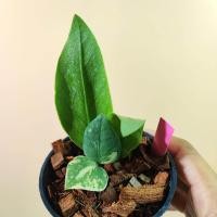 ราคา กวักมรกตด่าง ชำออกราก มีหัวทุกต้น ทุกกระถาง Variegated Zamioculcas zamiifolia ต้นกวักด่าง ZZ Plant กวักด่าง กวักเขียวด่าง (21781104246)