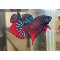 ราคา ปลากัดป่า 4 ภาค ปลากัดมหาชัย ปลากัดแก้มแดง ปลากัดใต้ สีสันสวยงาม (24652173437)