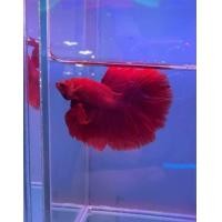 ราคา ปลากัดฮาฟมูน สีแดง ตัวผู้ (24474933194)