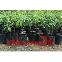 ราคา ต้นมะยงชิด มะยงชิด ต้นเสียบยอด ไม่ใช่ต้นเพาะเมล็ด มะยงชิดทูลเกล้า หวาน ผลใหญ่ ลูกดก จำนวน 2 ต้น สินค้าดีมีคุณภาพพร้อมส่ง (12254930420)