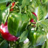 ราคา เมล็ดพันธุ์ เมล็ดพริกหวาน พริกหวานเขียว พริกหวานแดง 100เมล็ดปลูกง่าย ผลผลิตสูง เมล็ดพันธุ์ เมล็ดพริกหวาน พริกหวานเขียว พริกหวานแดง 100 เมล็ดปลูกง่าย ผลผลิตสูง (22192623694)