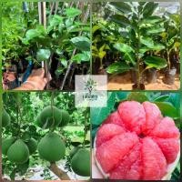 ราคา ต้นส้มโอทับทิมสยาม เป็นการเสียบยอดสานพันธุ์แท้จะใต้ ขนาด40 80cm เป็น กิ่งเสียบยอดเนื้อสีเเดงรสชาติหวานอร่อย รับประกันสายพันธุ์ แท้ ปลูกง่าย ได้ทุกพื้นที่ ทนแดด ทนฝน (22876083406)