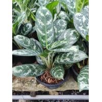 ราคา ต้นเกล็ดมรกต หรือ เกล็ดมังกรหยก ต้นไม้มงคลนำโชค เสริมดวงการเงิน ใบสวยแข็งแรง คัดพิเศษ กระถาง 8 นิ้ว (11755918753)