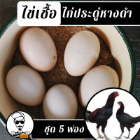 ราคา ไข่เชื้อไก่ประดู่หางดำ ชุด 5 ฟอง (12438778721)