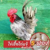 ราคา ไข่เชื้อไก่แจ้ 5 ฟอง สำหรับฟัก พ่อแม่ฟอร์มสวย สีสันสวยงามขาสั้น (24610632762)
