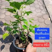 ราคา ต้นหม่อน มัลเบอร์รี่ mulberry หม่อน พันธุ์ลูกดก ให้ผลเร็ว ต้นแข็งแรงในถุงชำ สวนลุงแท็ค (24092851208)