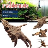 ราคา Akilamp รากไม้ ขอนไม้ คละแบบ ขนาด 10 15 CM ตอไม้ ไม้แต่งสวน ขอนไม้ ตอไม้ อุปกรณ์ตกแต่งตู้ปลา ตกแต่งตู้ไม้น้ำ โพรงไม้ จัดตู้ปลา จัดสวน (19208323736)