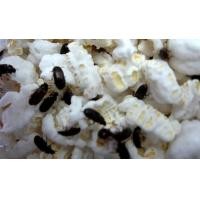 ราคา กระดิ่งเงินกระดิ่งทอง 69 ตัว แถม 10 ตัว ไม่มีโหล นำโชค ค้าขาย ร่ำรวย (20748461109)