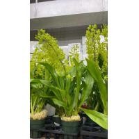 ราคา กล้วยไม้ ยักษ์ สีเหลืองมะนาว กล้วยไม้แกรมมาโตช่อยักษ์ (20938410512)
